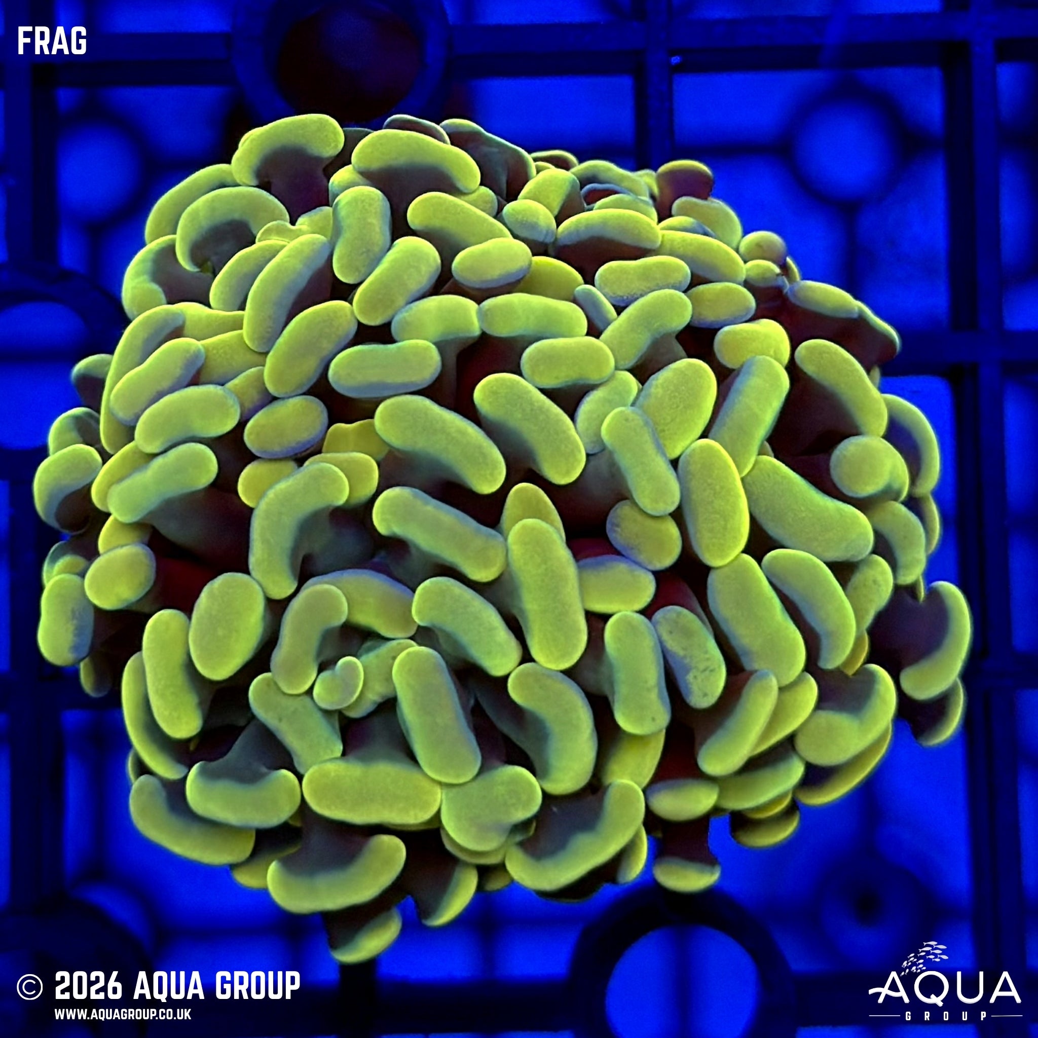 Gold Hammer - Fimbriaphyllia sp. - Aqua Group