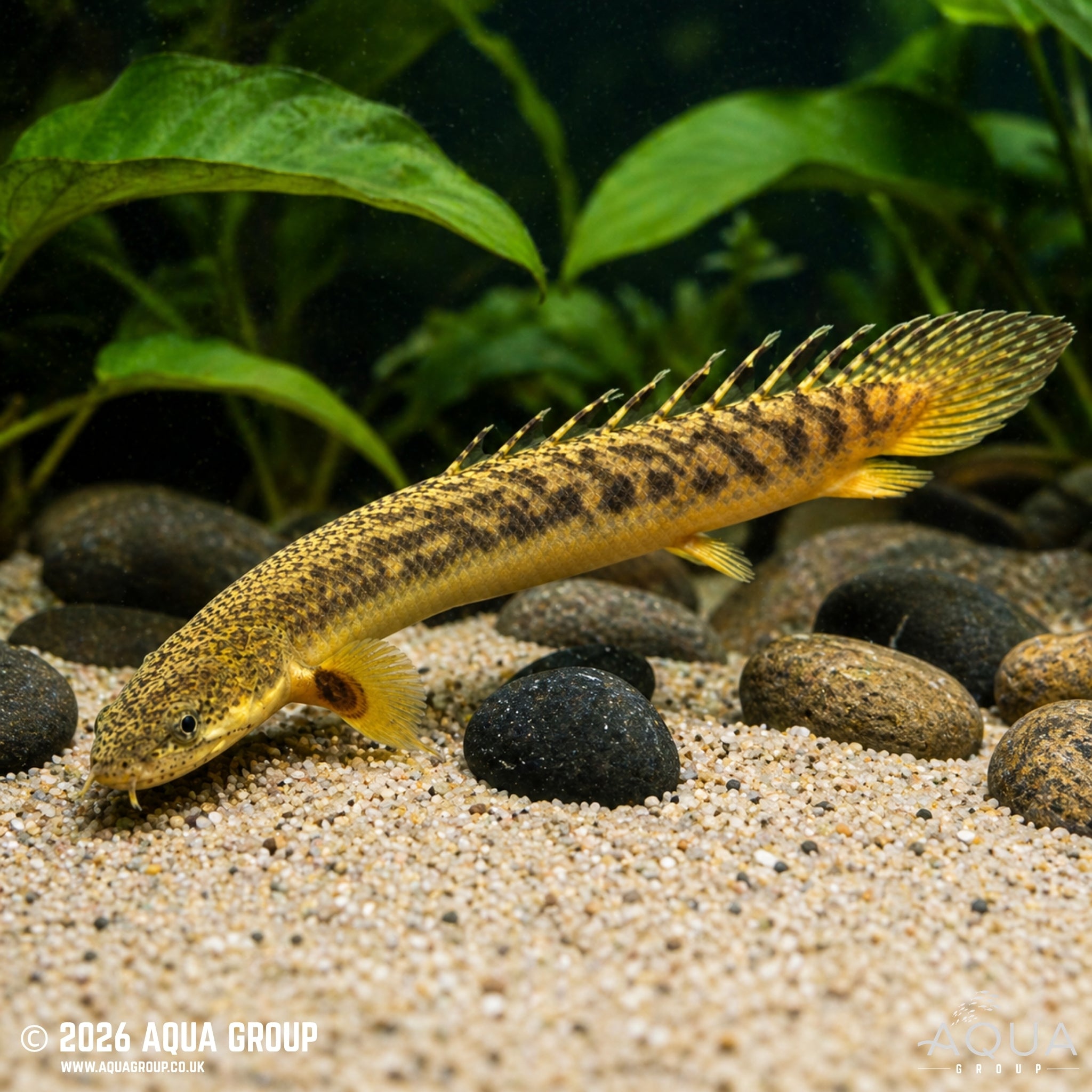 Gold Dust Bichir - Polypterus palmas "buettikoferi" (Senegal River)