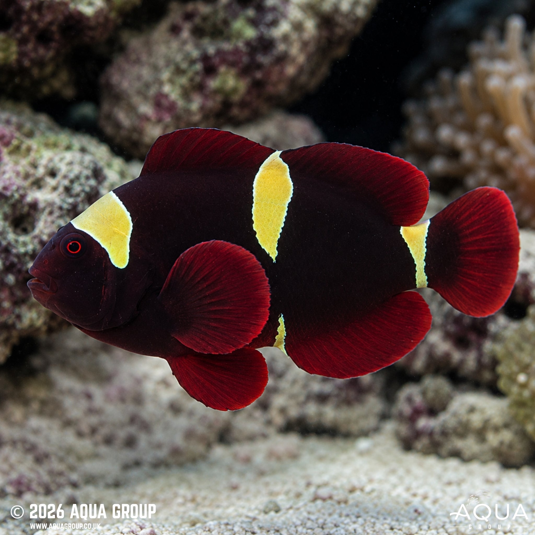 Gold Stripe Maroon Clownfish - Premnas biaculeatus - Aqua Group