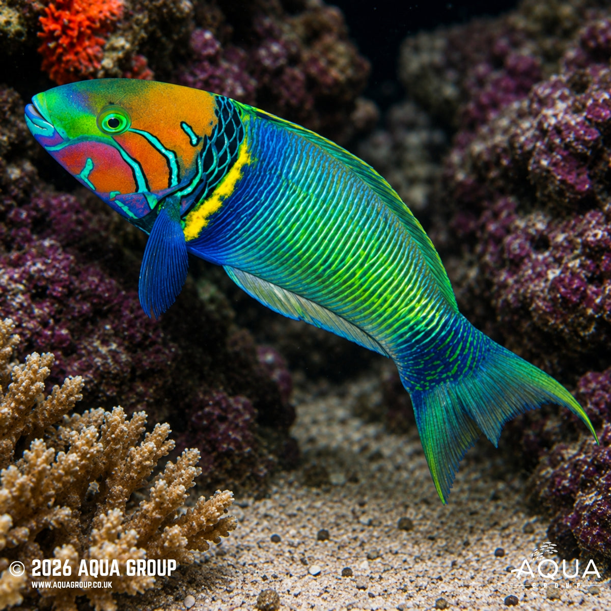 Goldbar Wrasse - Thalassoma hebraicum
