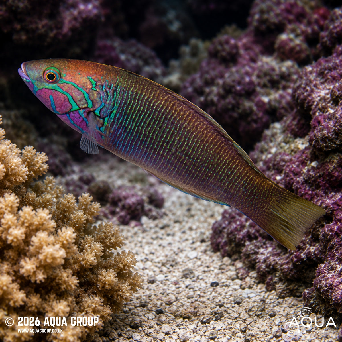 Goldbar Wrasse - Thalassoma hebraicum