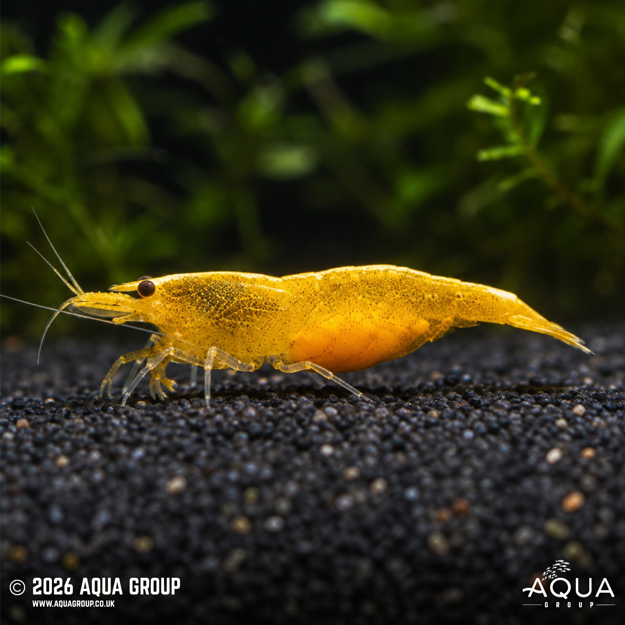 Golden Crossback Shrimp - Neocaridina spp.