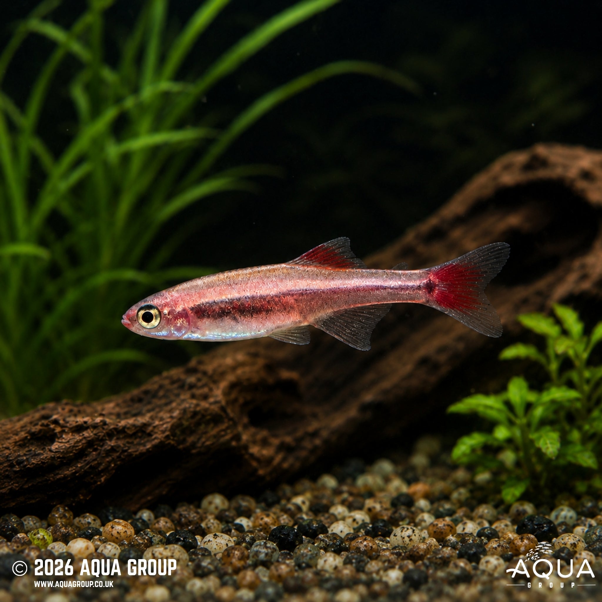 Golden Longfin White Cloud Mountain Minnow - Tanichthys albonubes
