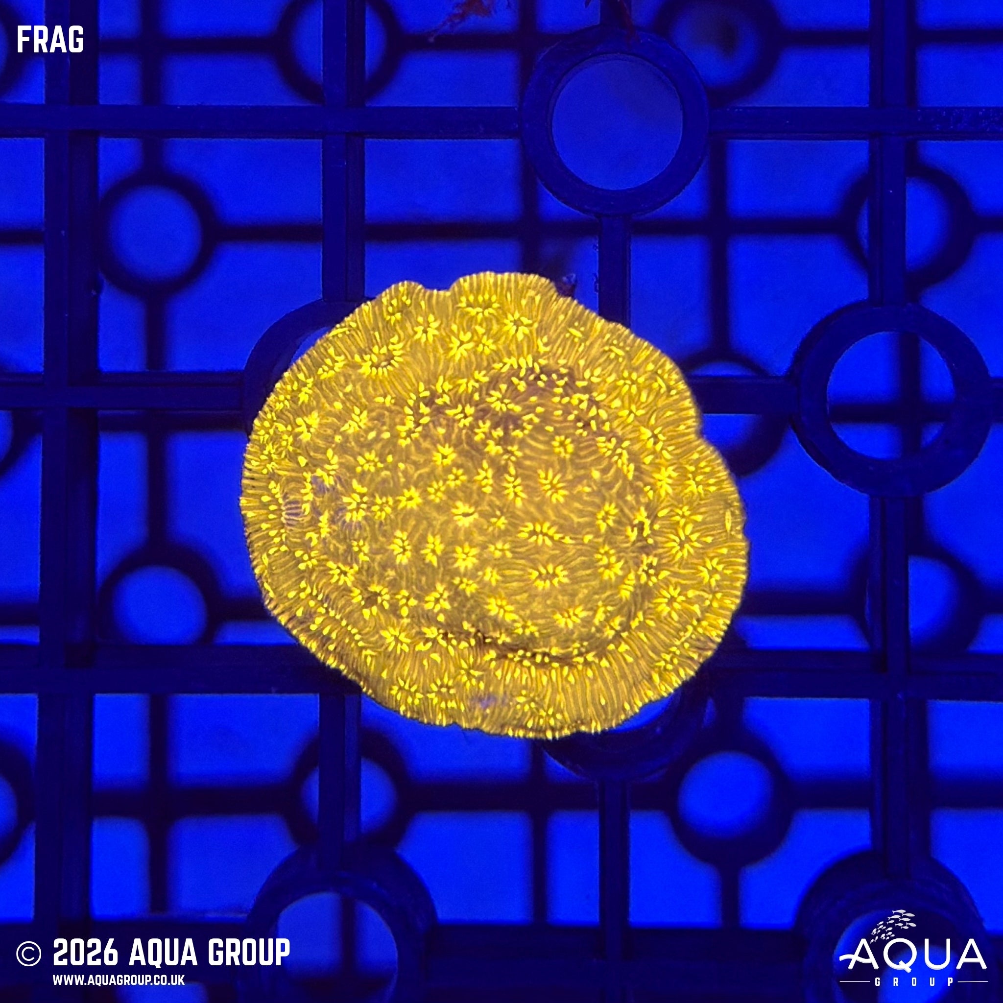 Golden Pavona - Pavona sp.