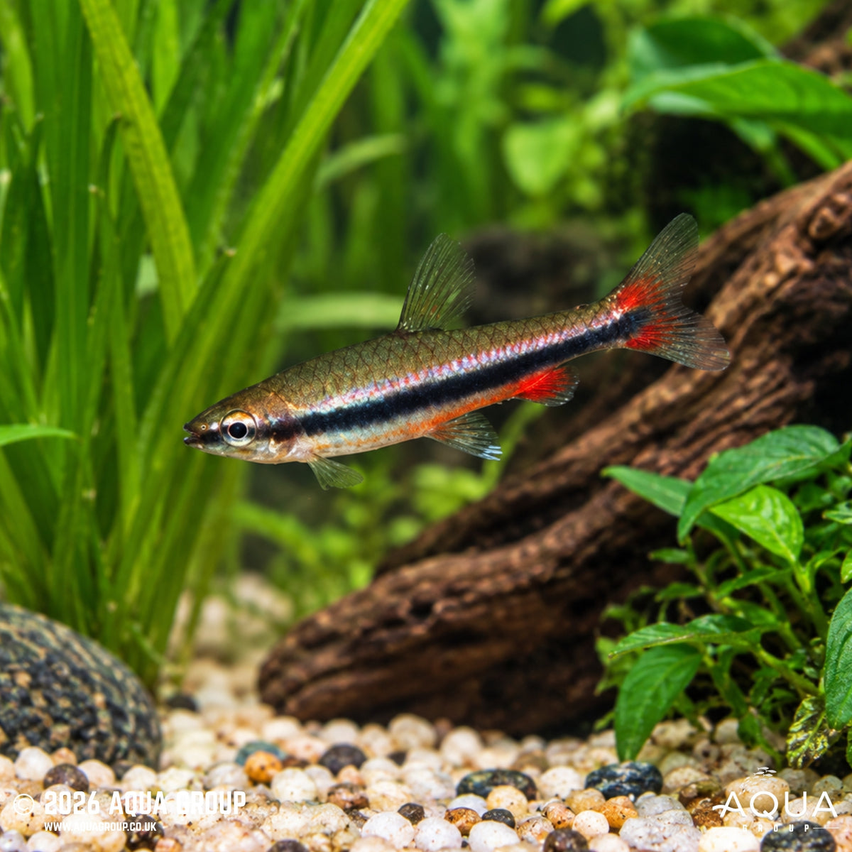 Golden Pencilfish – Nannostomus beckfordi