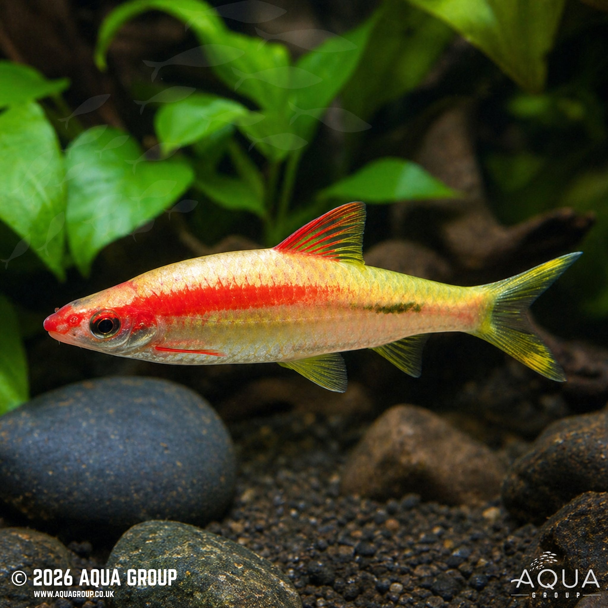 Golden Red Line Denison Barb - Dawkinsia denisonii