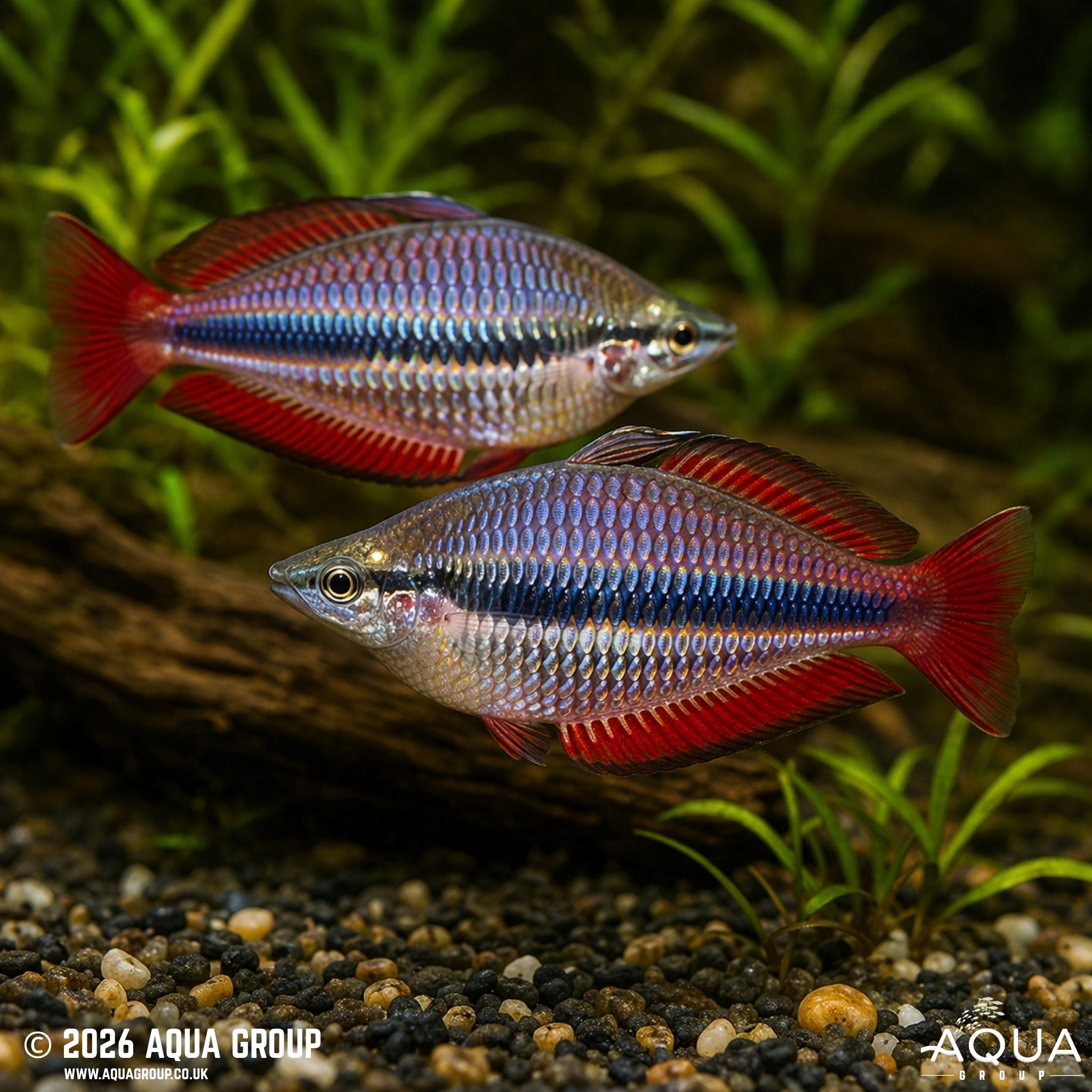 Goyder River Rainbowfish - Melanotaenia trifasciata "Goyder River"