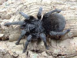 Grammostola Pulchra (Brazilian Black) 3cm Sling