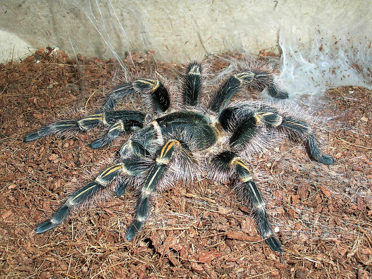 Grammostola Pulchripes (Chaco Golden Knee) - 3cm