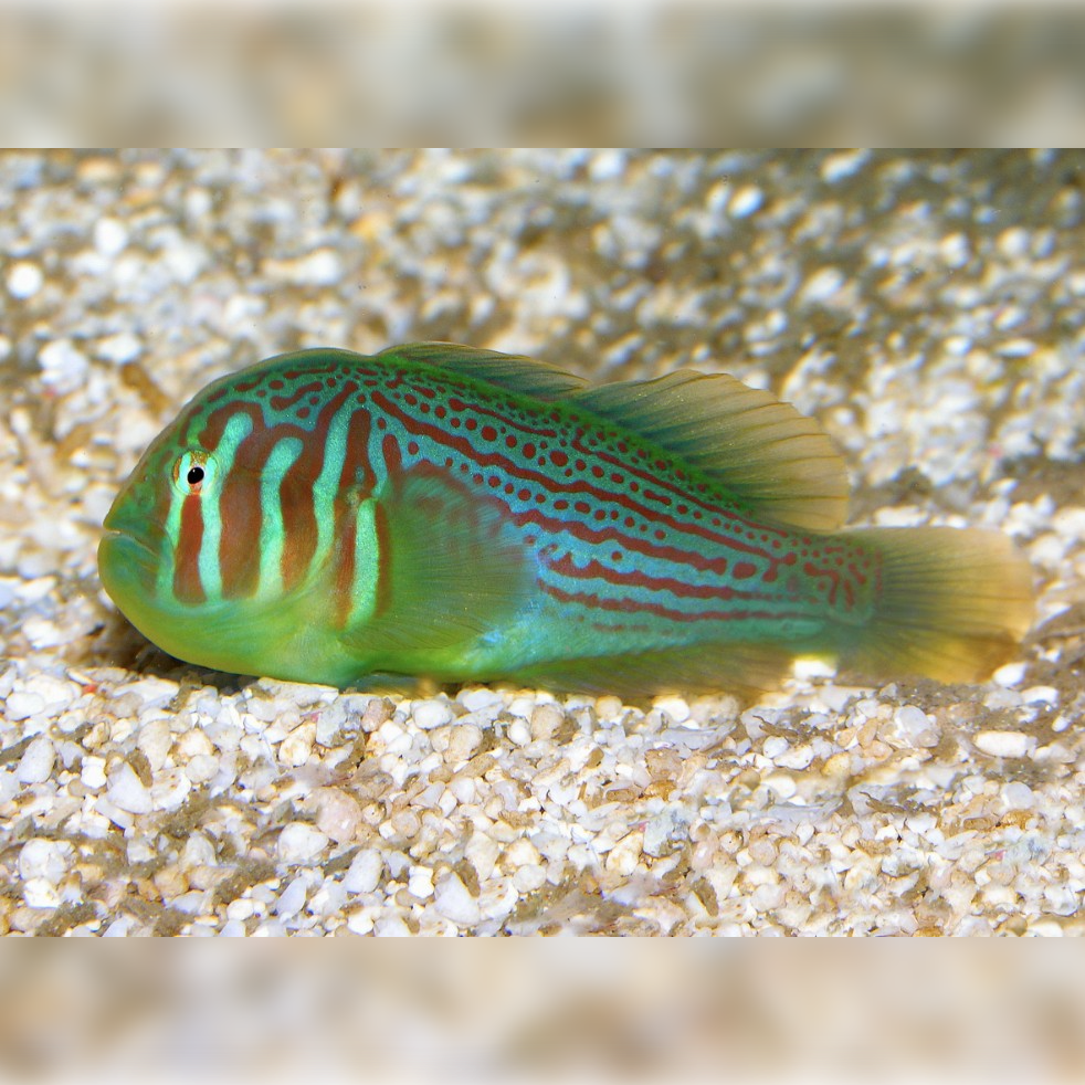 Green Goby
