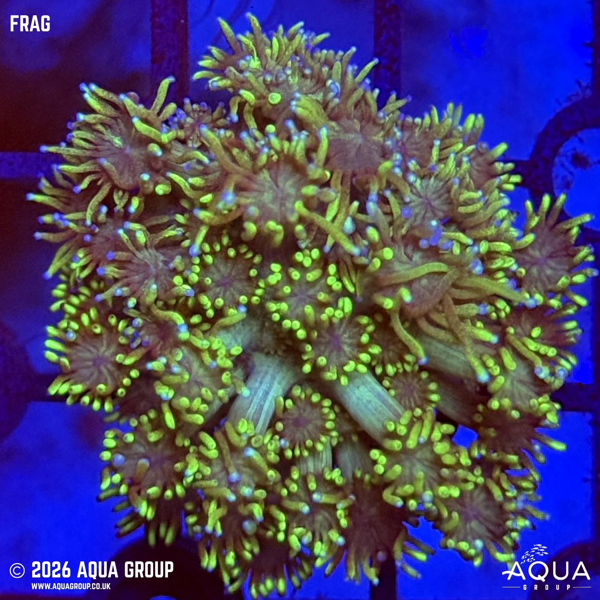 Green Goniopora - Goniopora sp.