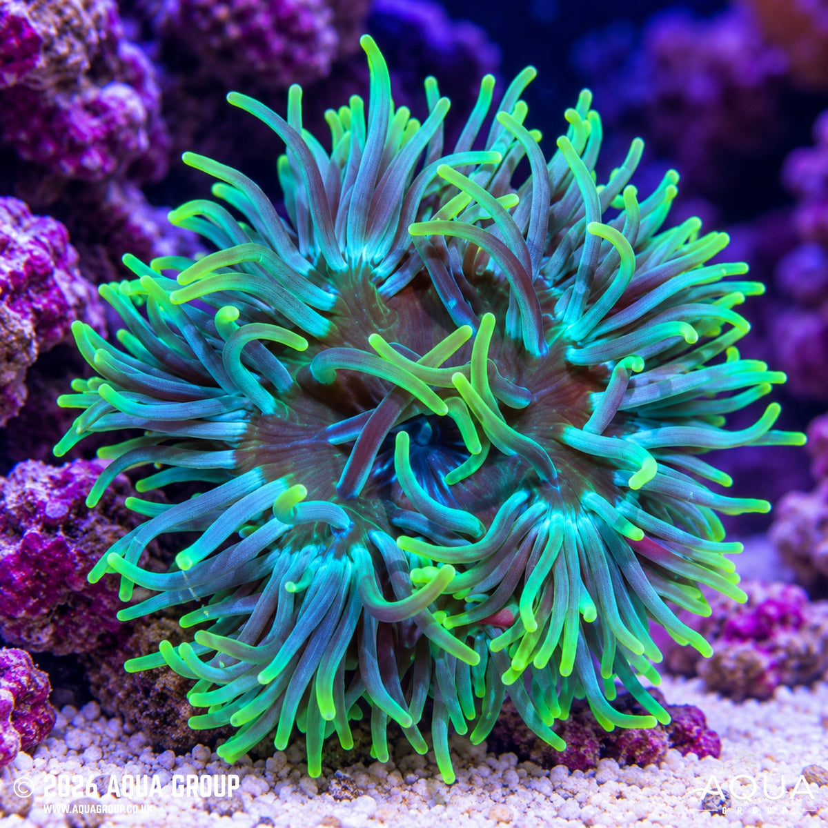 Green Long Tentacle Anemone - Macrodactyla doreensis