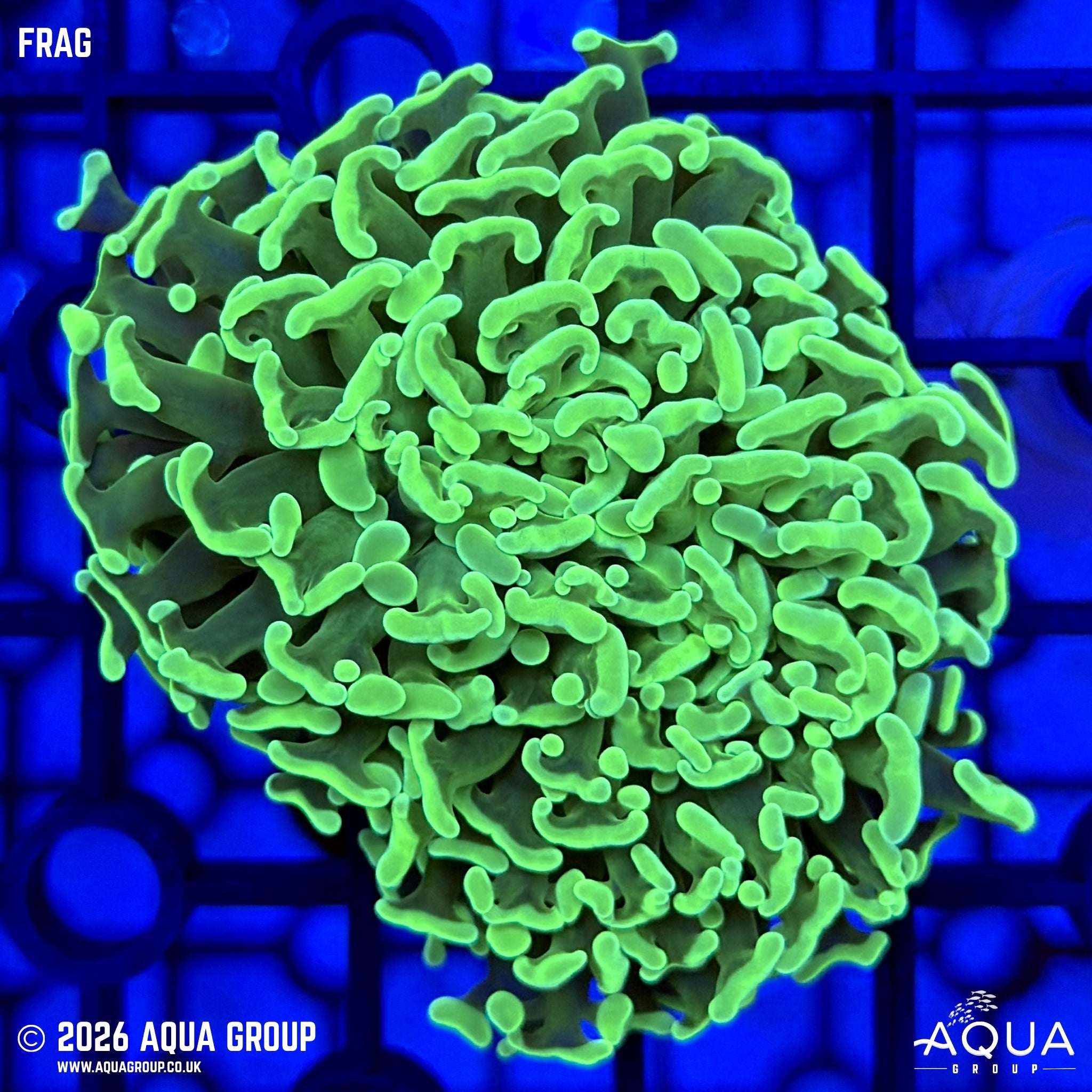 Green Marble Hammer - Fimbriaphyllia sp.