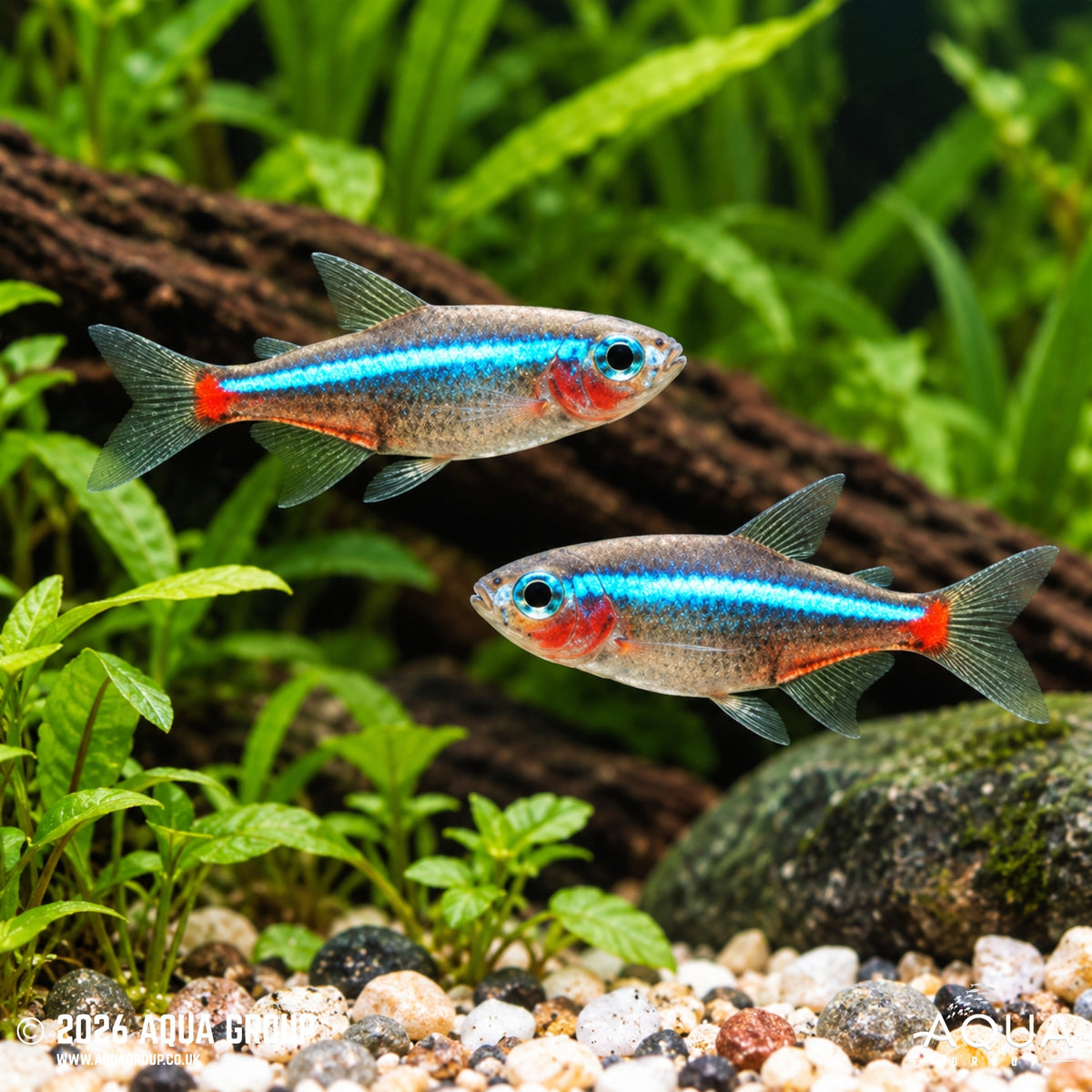Green Neon Tetra - Paracheirodon simulans