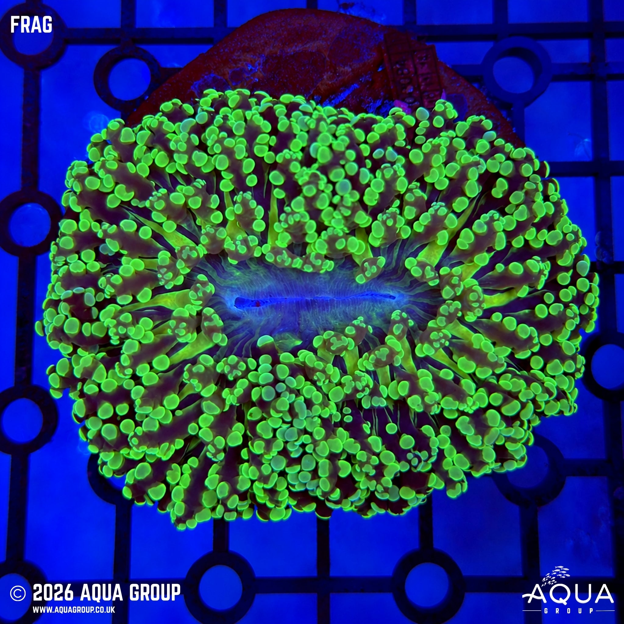 Green Walling Frogspawn #1 - WYSIWYG