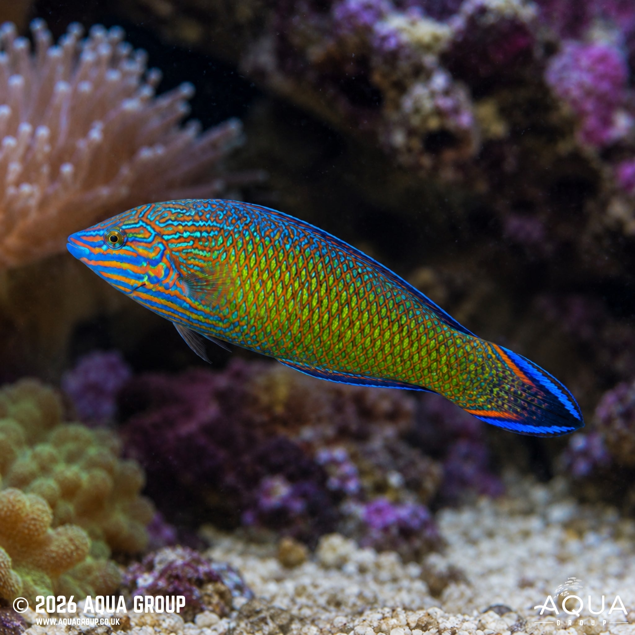 Grey Head Wrasse - Halichoeres leucurus