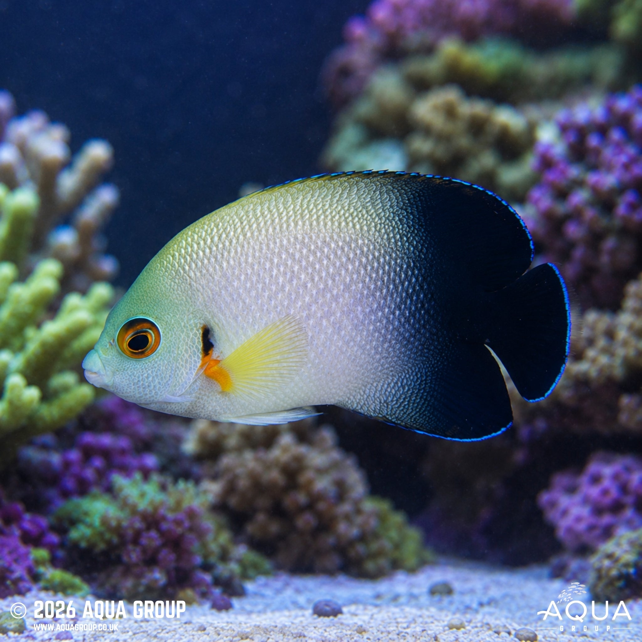 Half Black Angel - Centropyge vroliki - Aqua Group