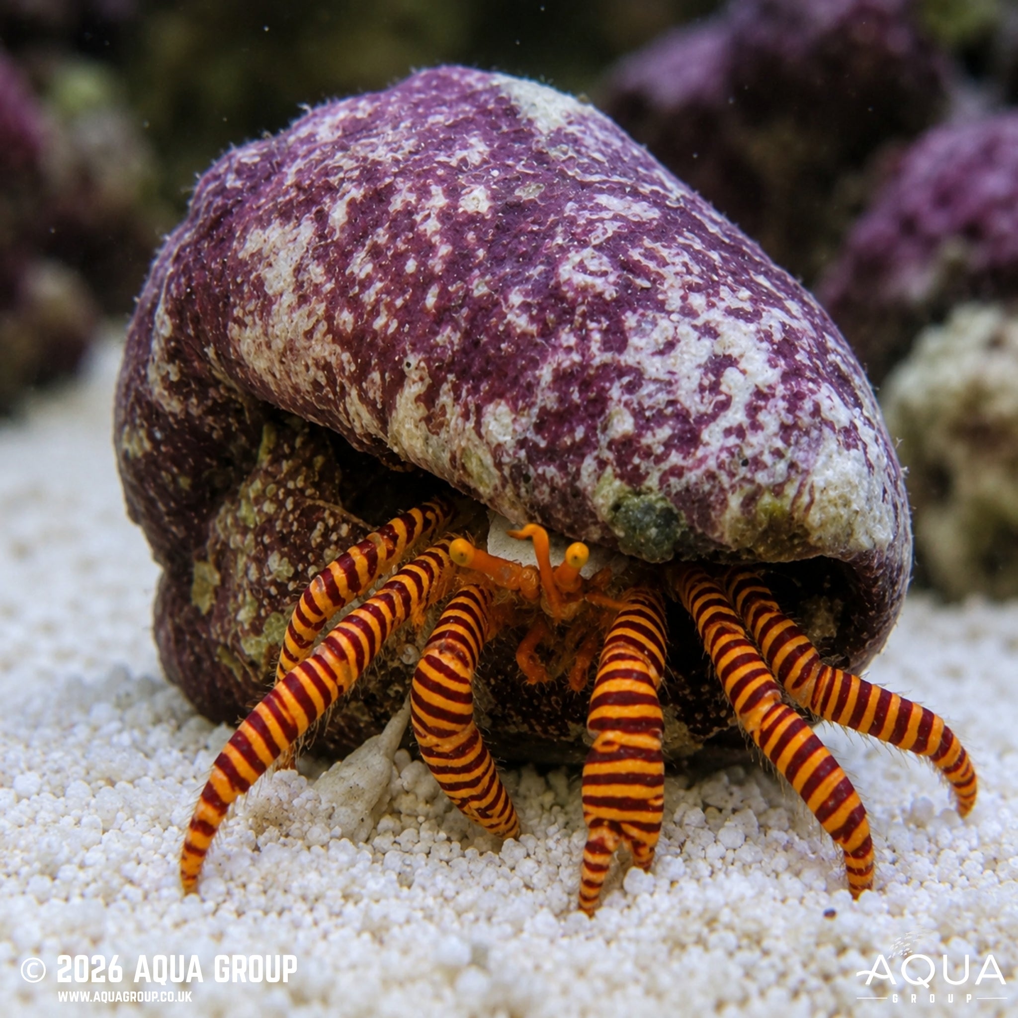 Halloween Hermit Crab - Ciliopagurus strigatus - Aqua Group