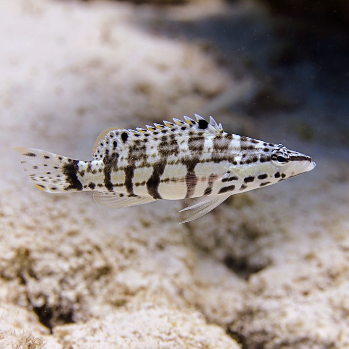Harlequin Bass - Aqua Group