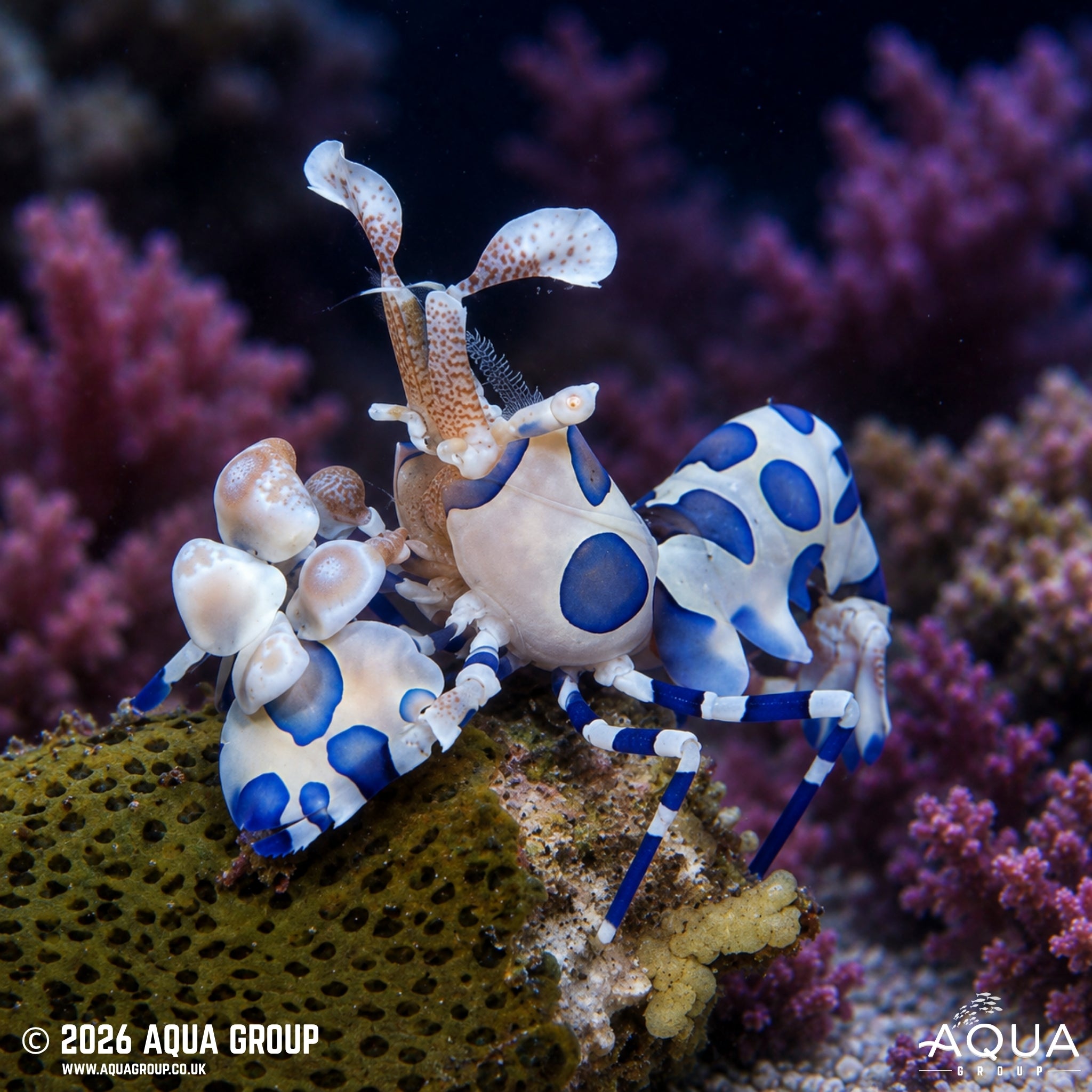 Harlequin Shrimp - Hymenocera picta - Aqua Group