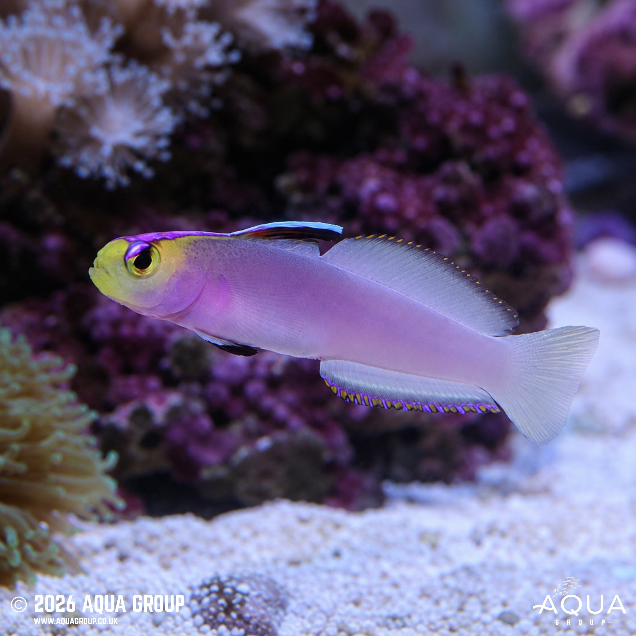 Helfrichi Firefish - Nemateleotris helfrichi