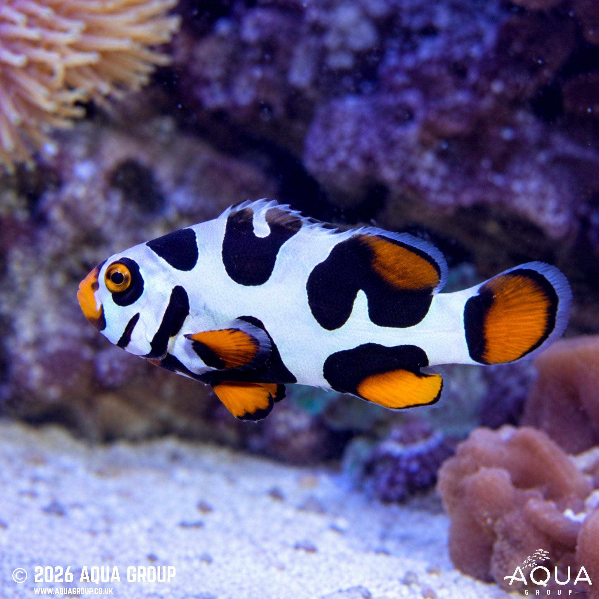 Black Mask Picasso Clownfish - Amphiprion percula