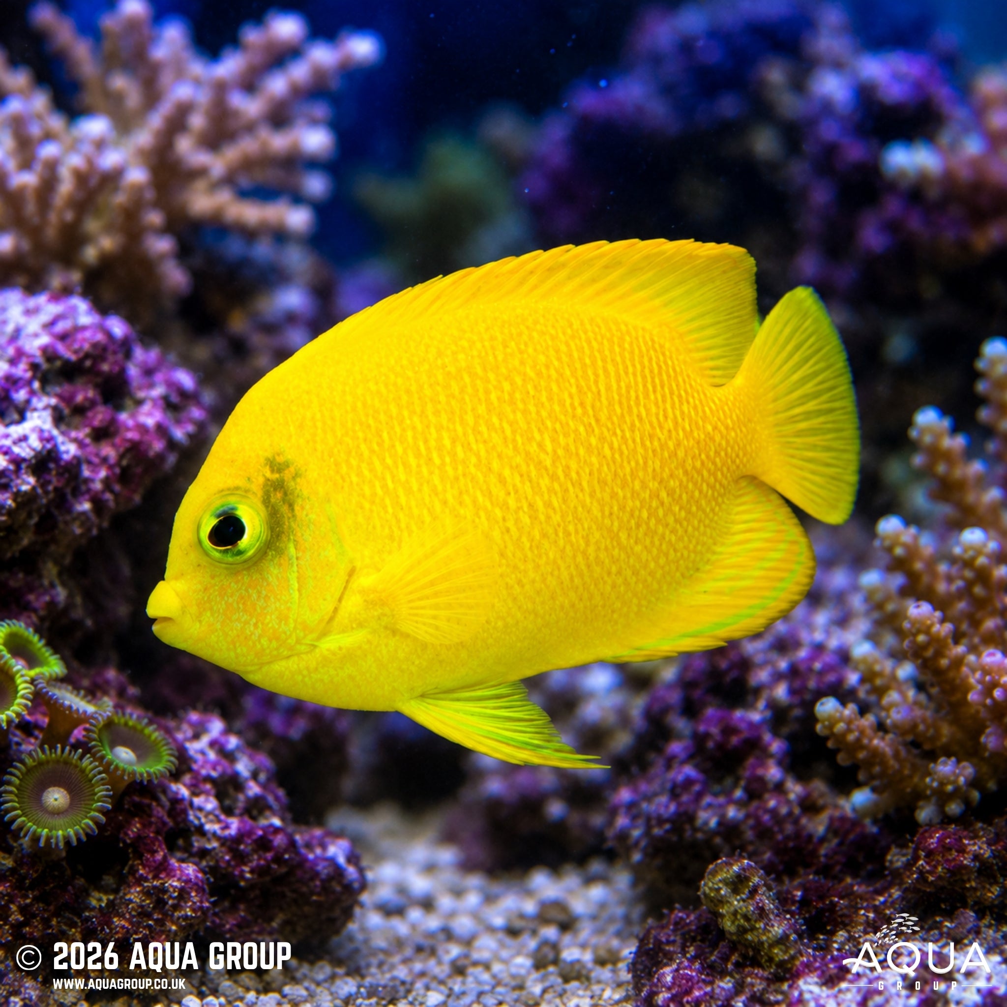 Herald’s Angelfish - Centropyge heraldi