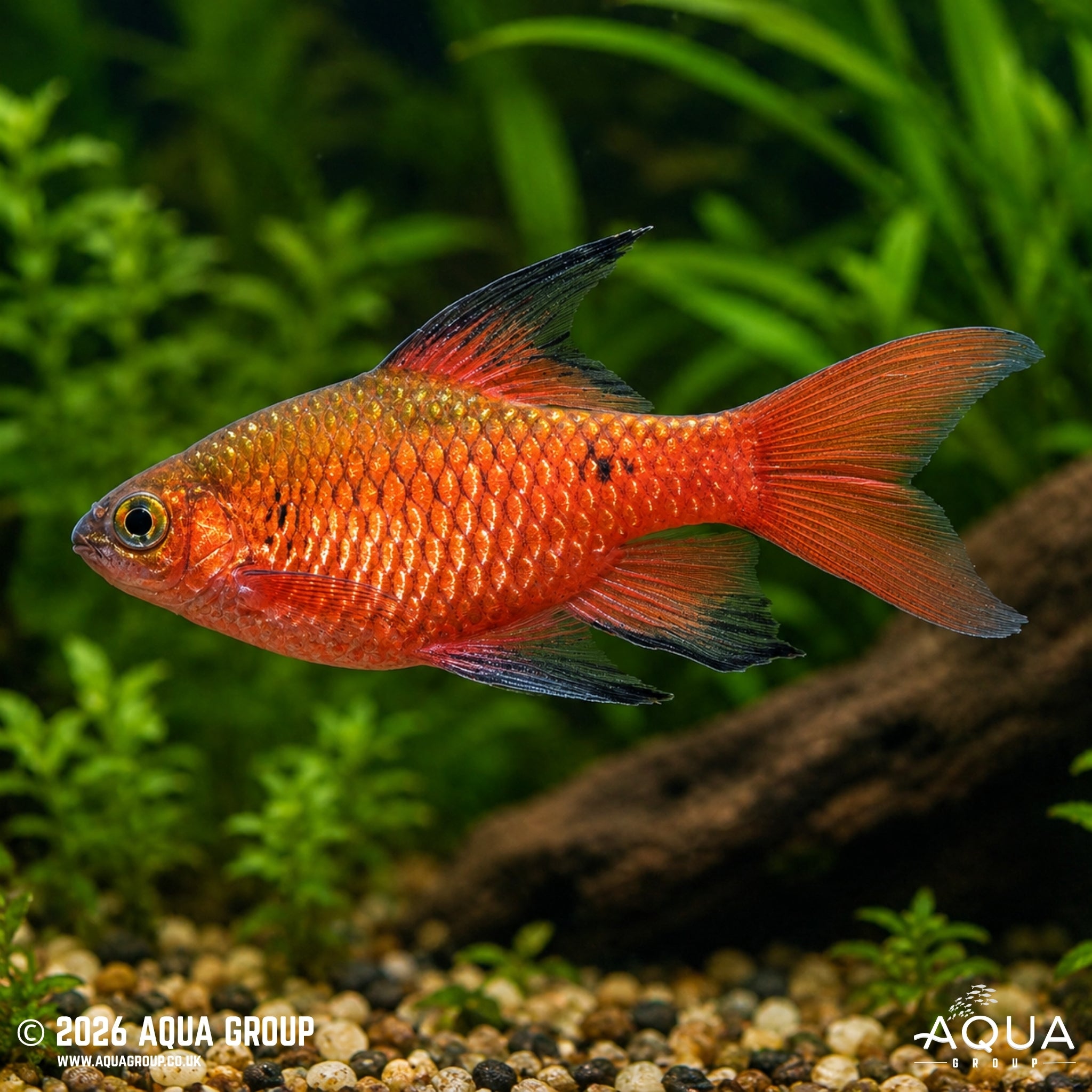 Hi Fin Rosy Barb - Puntius conchonius