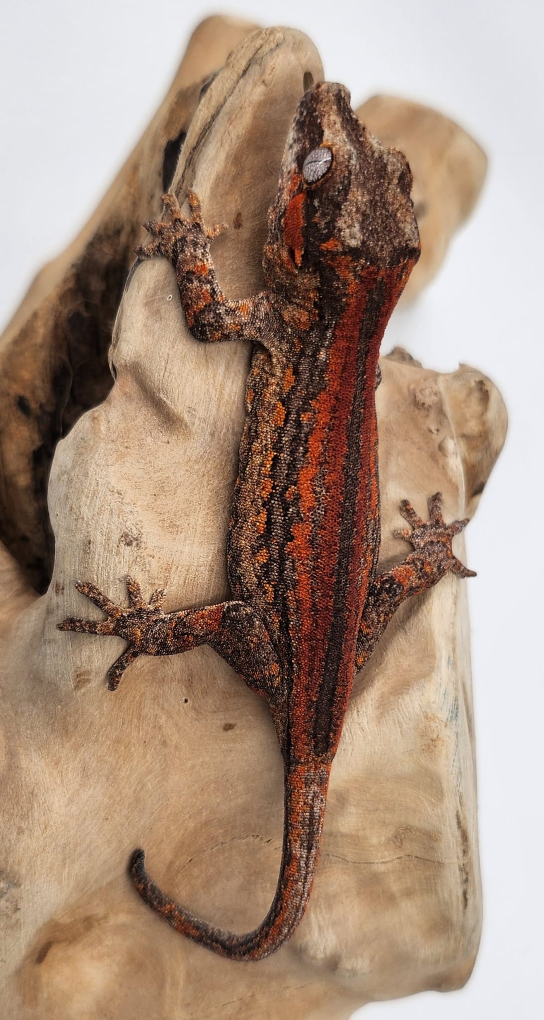 High Red Stripe Gargoyle Gecko- Female