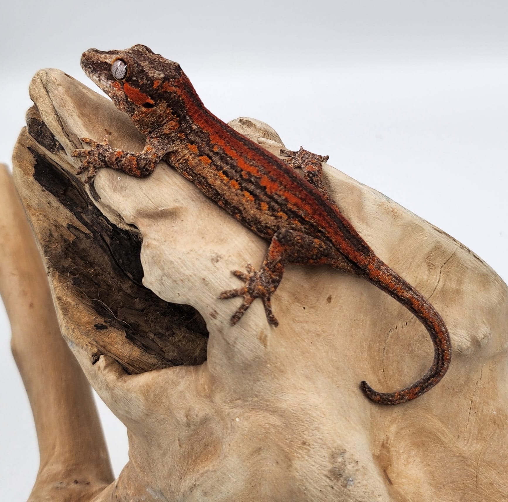 High Red Stripe Gargoyle Gecko- Female