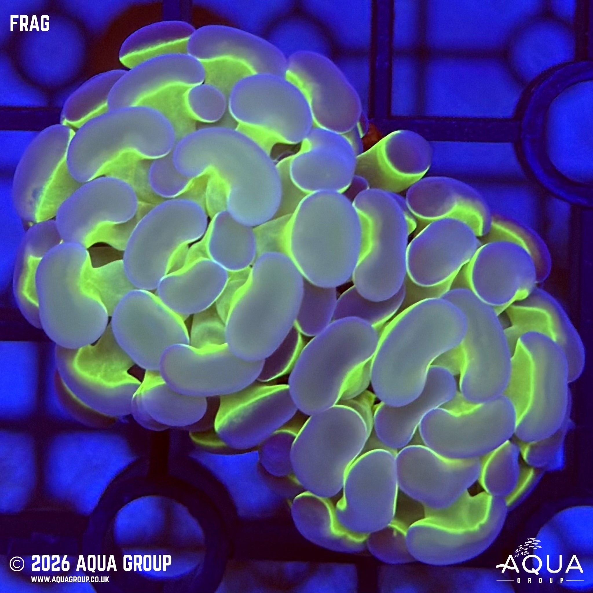 Hologram Hammer - Fimbriaphyllia sp.