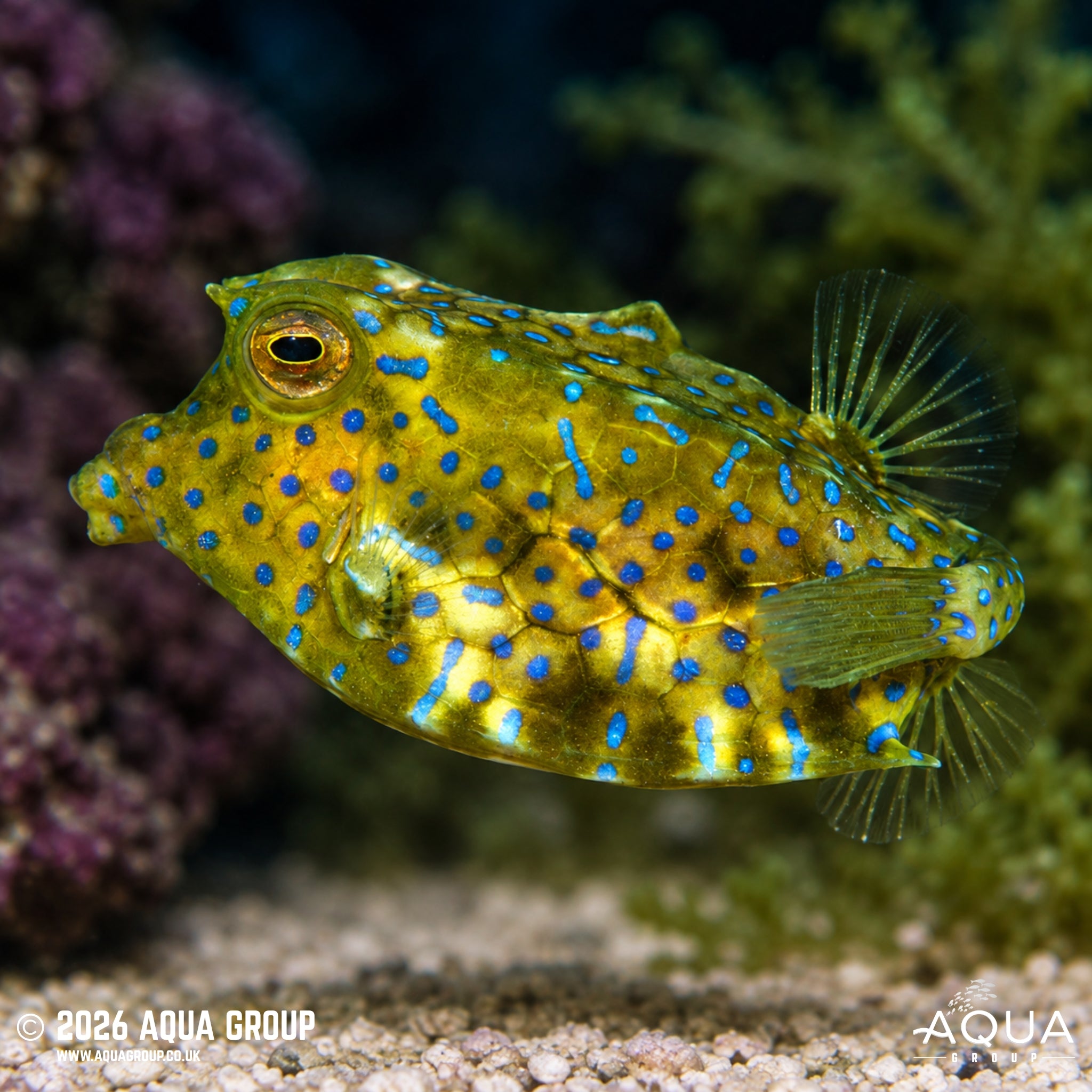 Hovercraft Boxfish - Ostracion fornasini