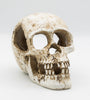 Human Skull - 15x10x11.5cm