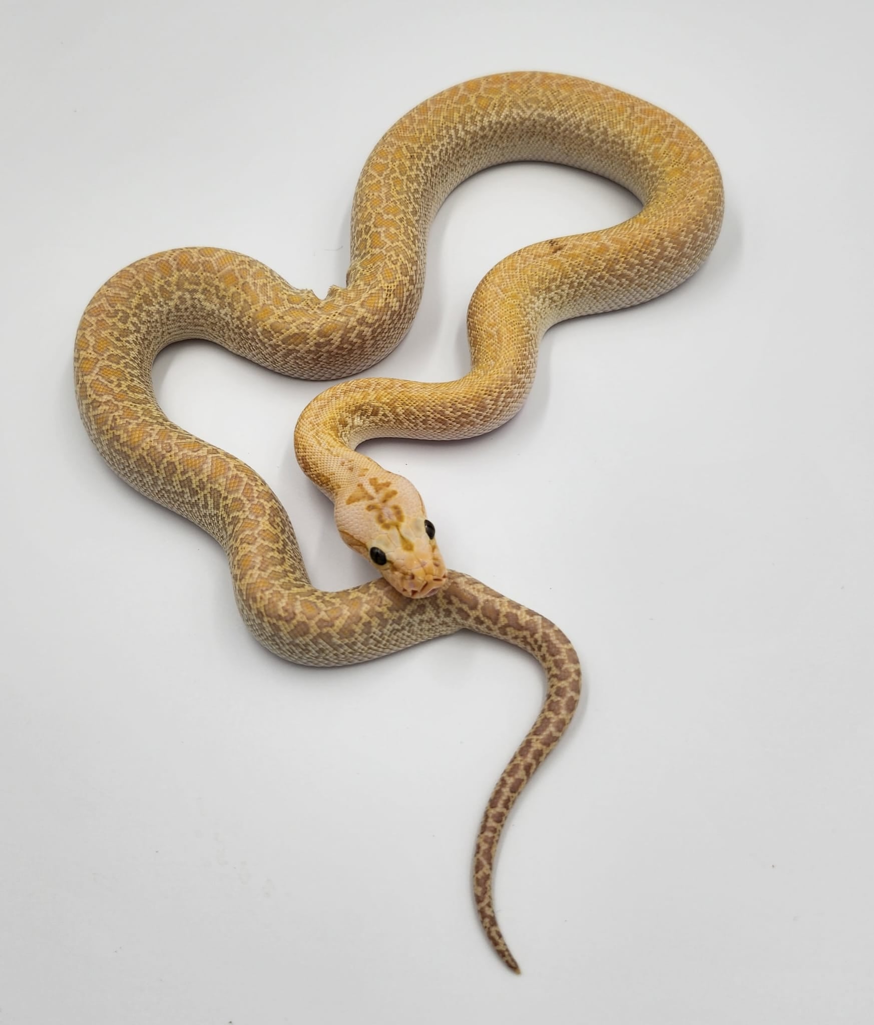 Hypo Granite het Albino F4 50% Dwarf Burmese Python (2024)