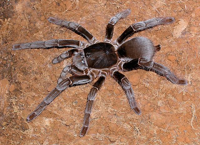 Hysterocrates gigas (Cameroon Rusty Baboon) 1cm Sling