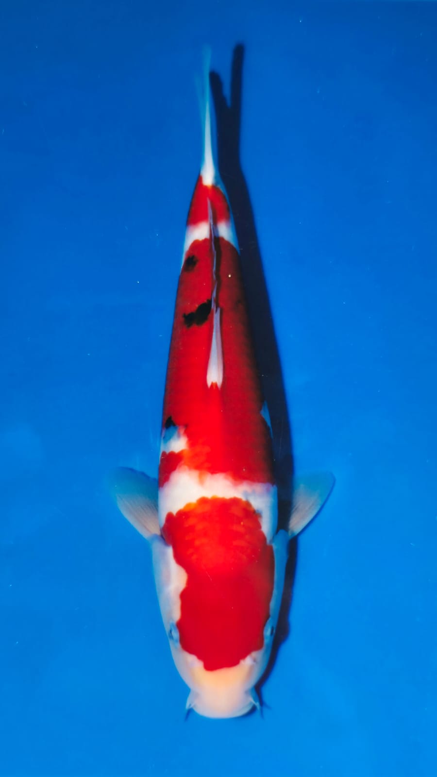 Sanke - Matsue - Jumbo Tosai - #01