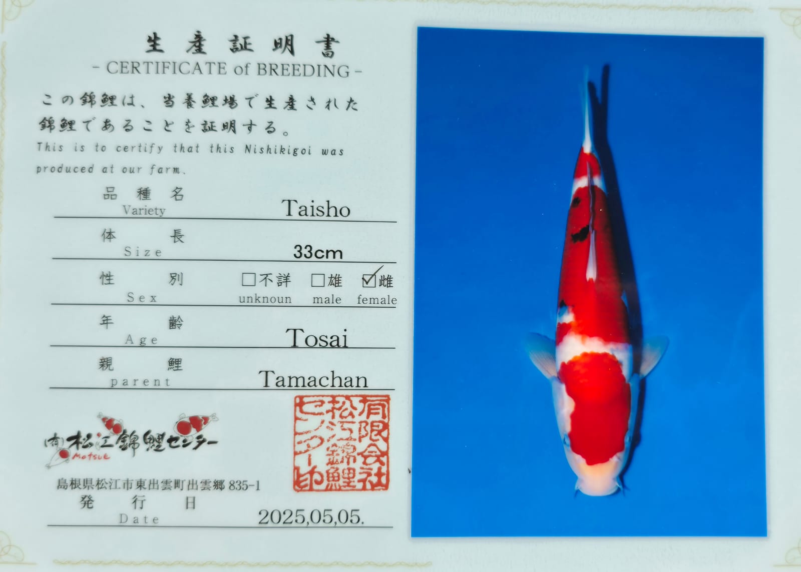 Sanke - Matsue - Nisai - #01