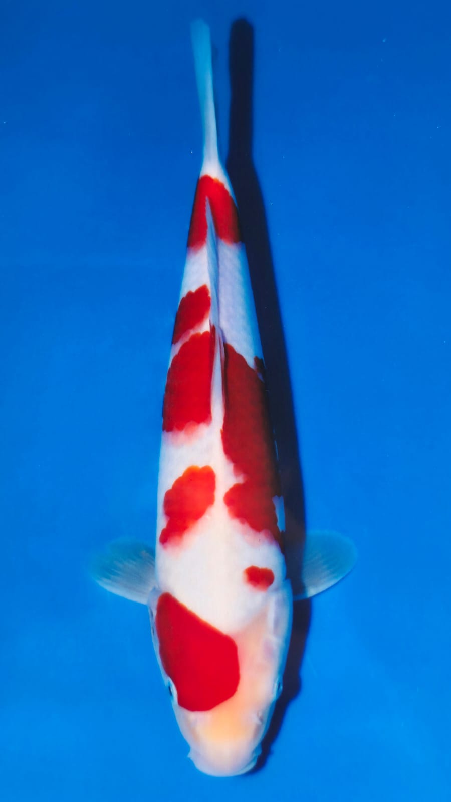 Kohaku - Matsue - Jumbo Tosai - #02