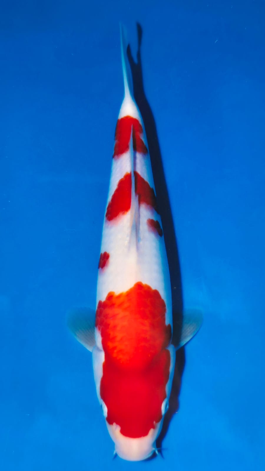 Kohaku - Matsue - Jumbo Tosai - #05