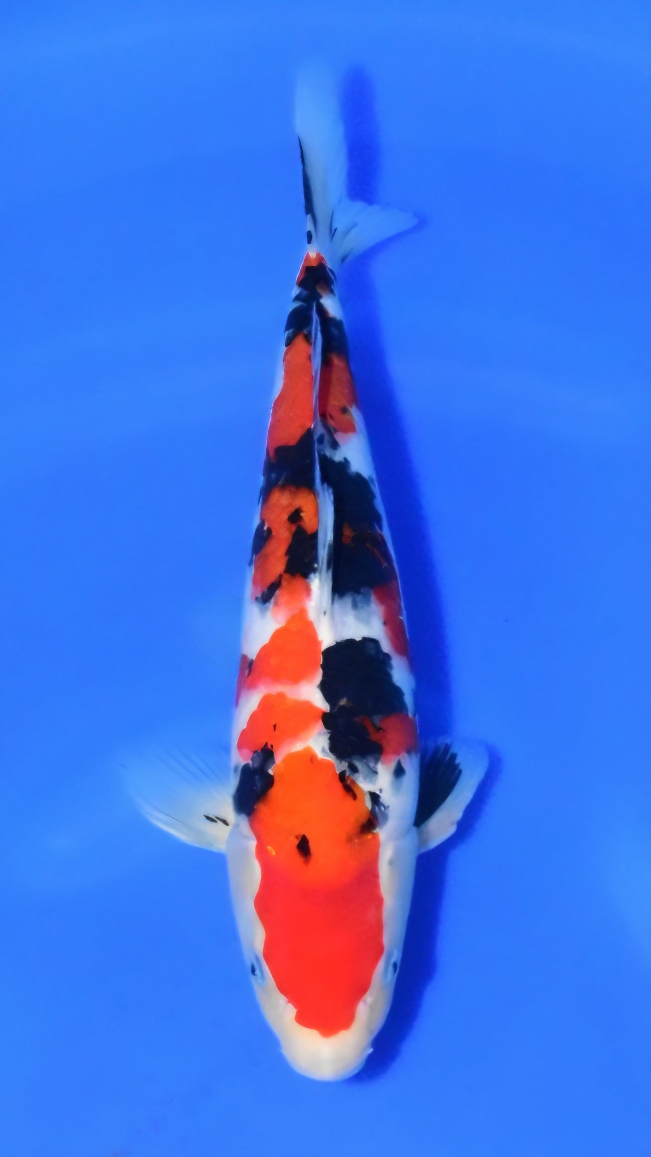 Sanke - Beppu - Jumbo Tosai #01