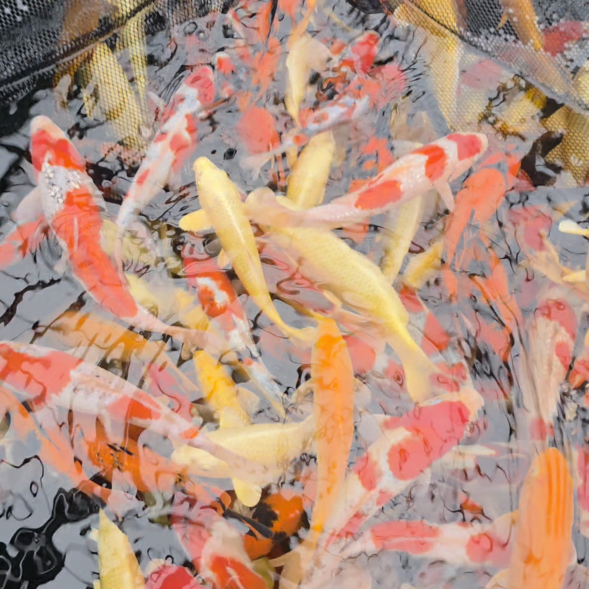 Mix - Ogata - Tosai - #01 - Aqua Group