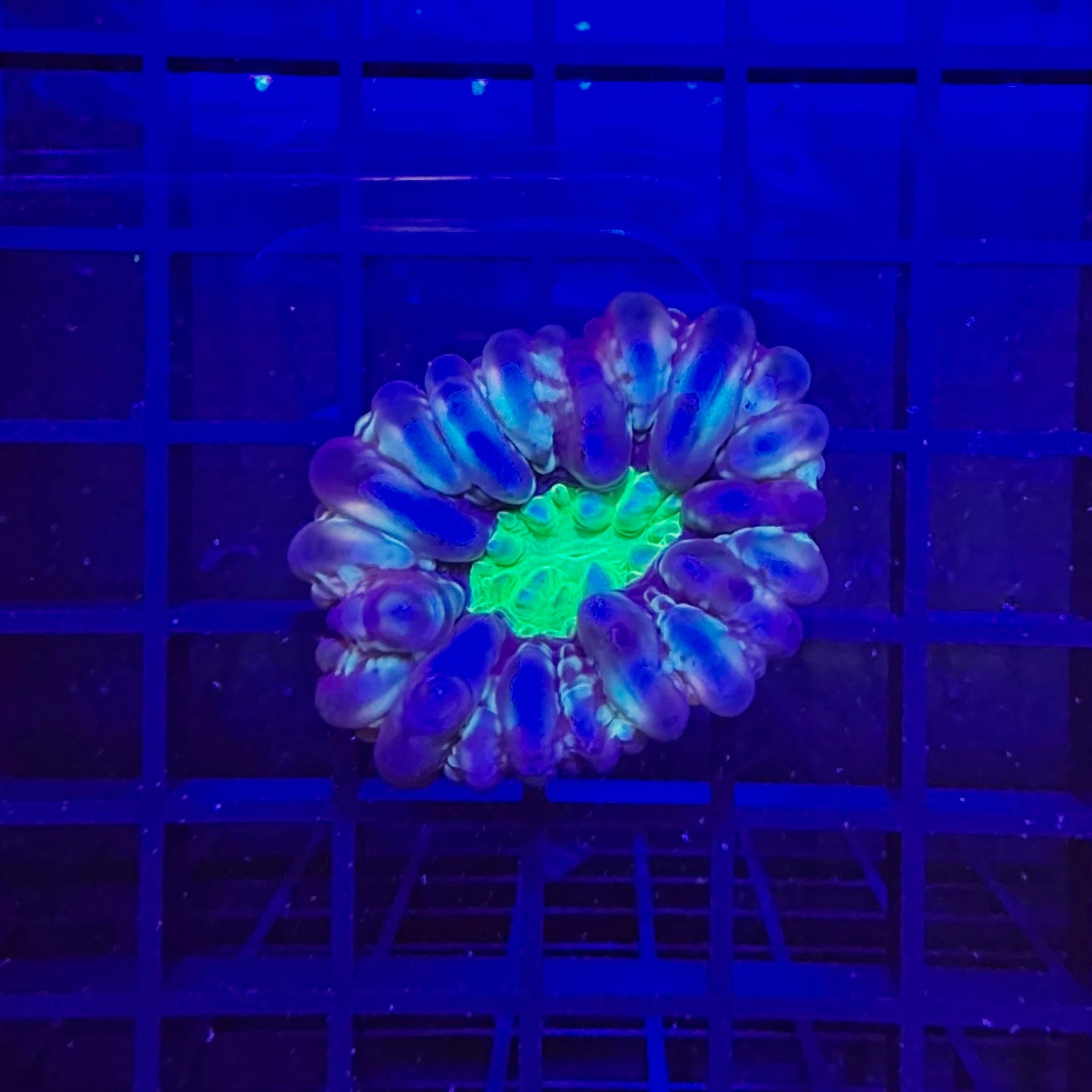 Orange Pearl Cynarina Coral