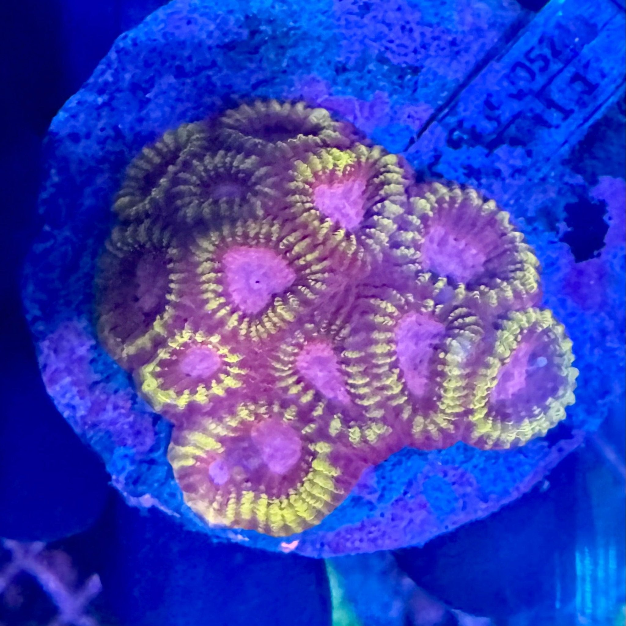 Pink Fruit Loop Favia