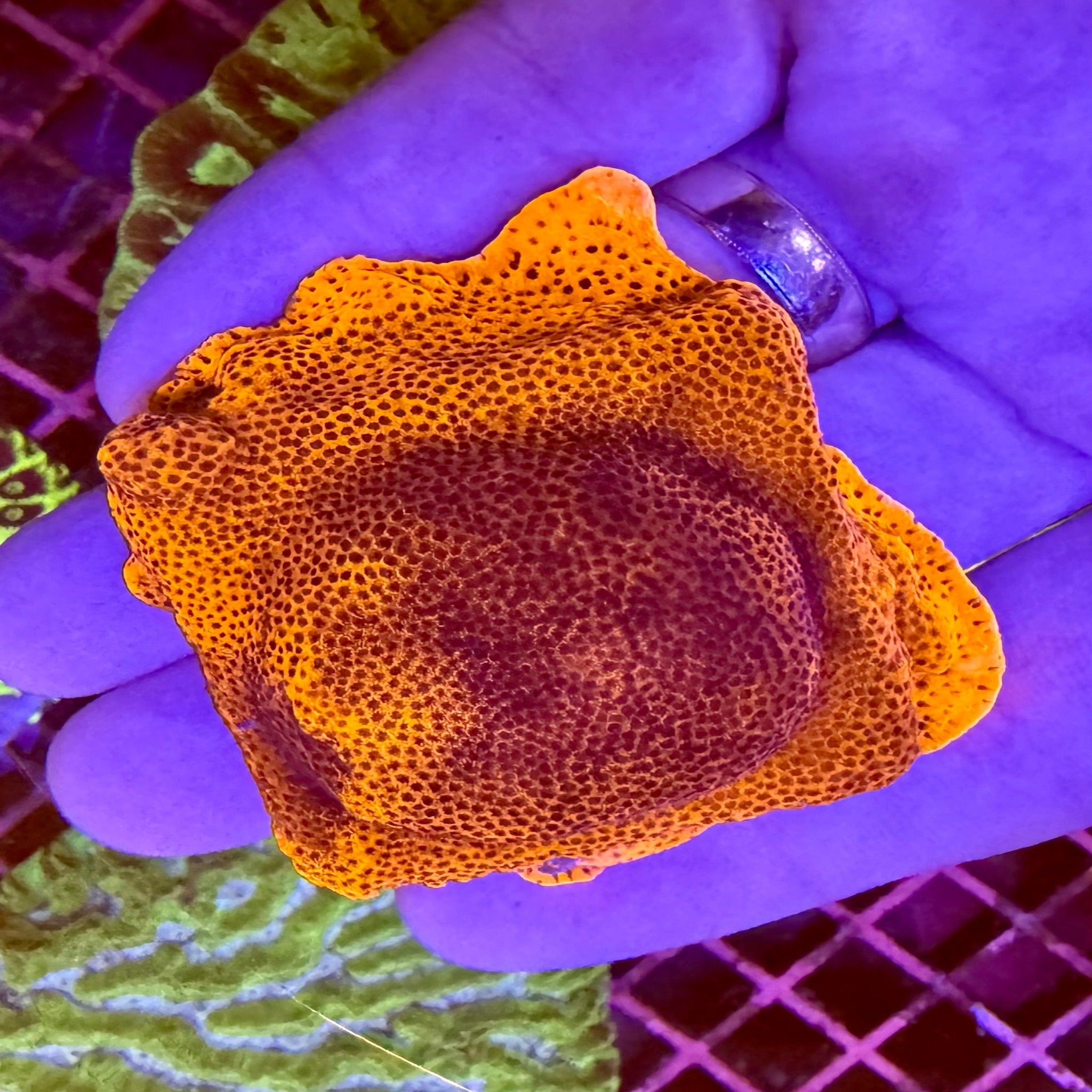 Mystic Montipora mystic-montipora