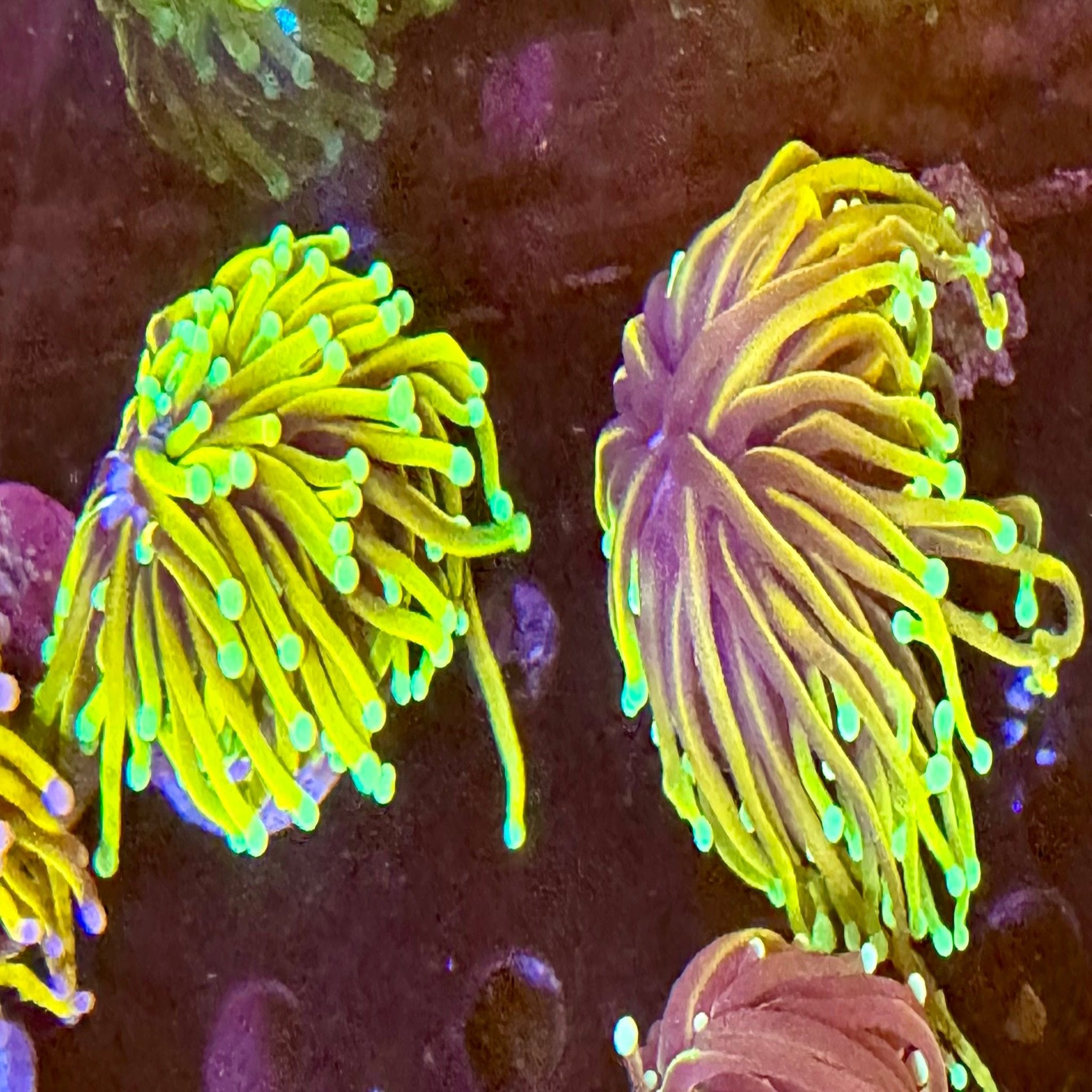 Hellfire Torch - Aqua Group