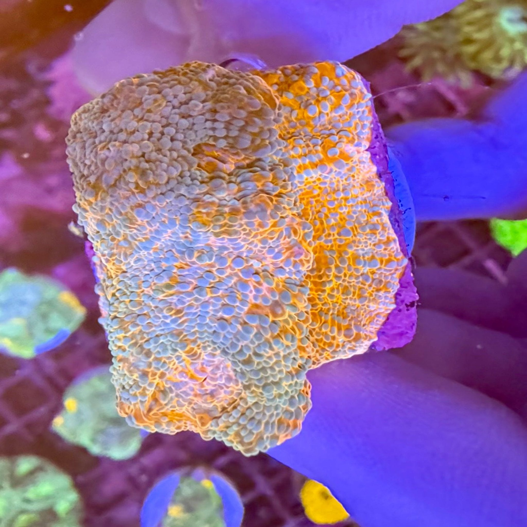 Fire & Ice Acanthastrea Echinata - Aqua Group