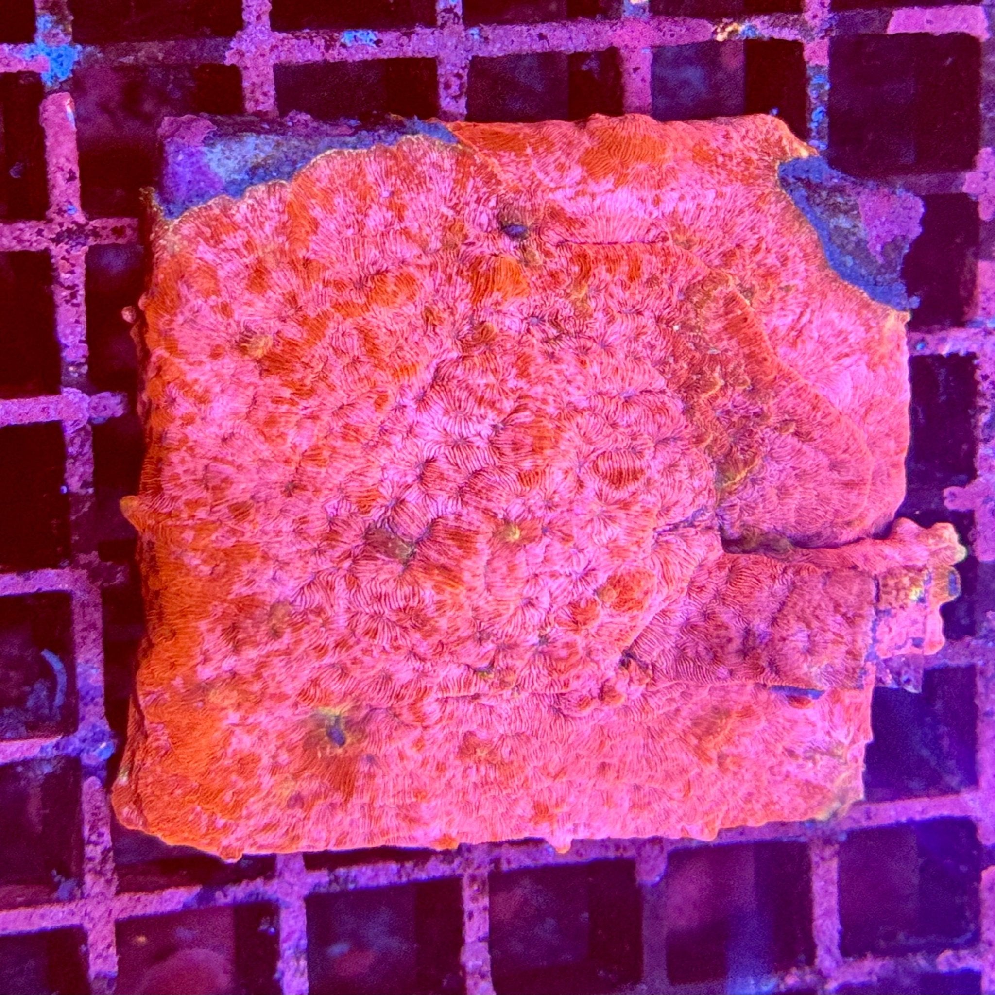 Pink Flamingo Leptoseris