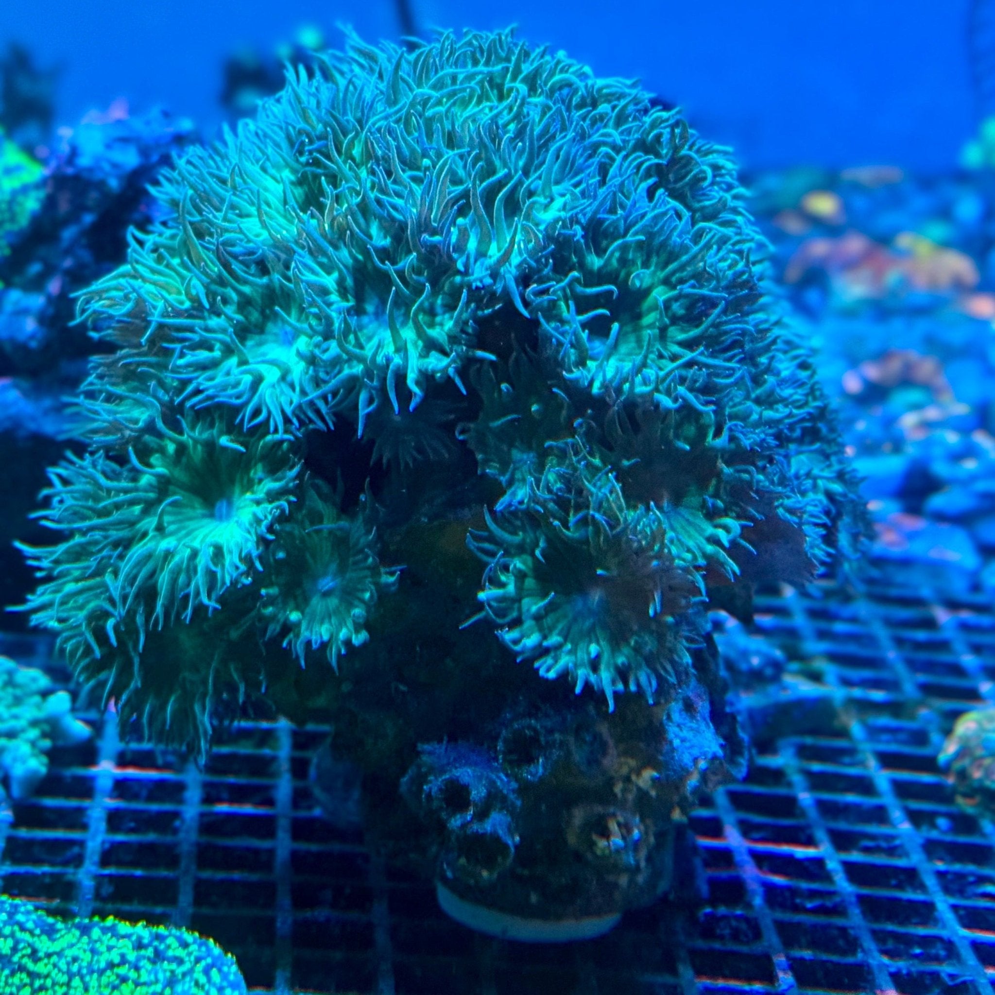 Duncans Colony - Aqua Group