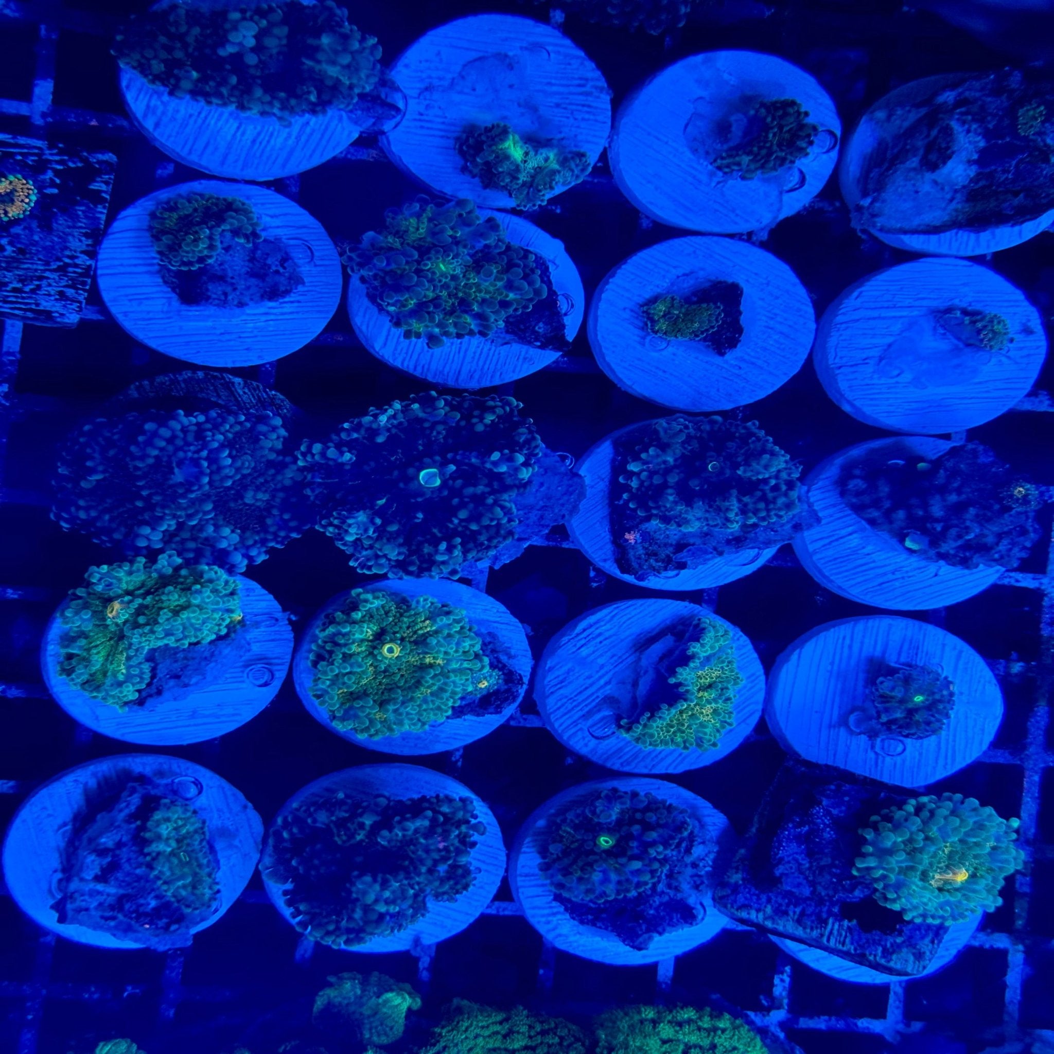 Assorted Riccordea Frag - Aqua Group