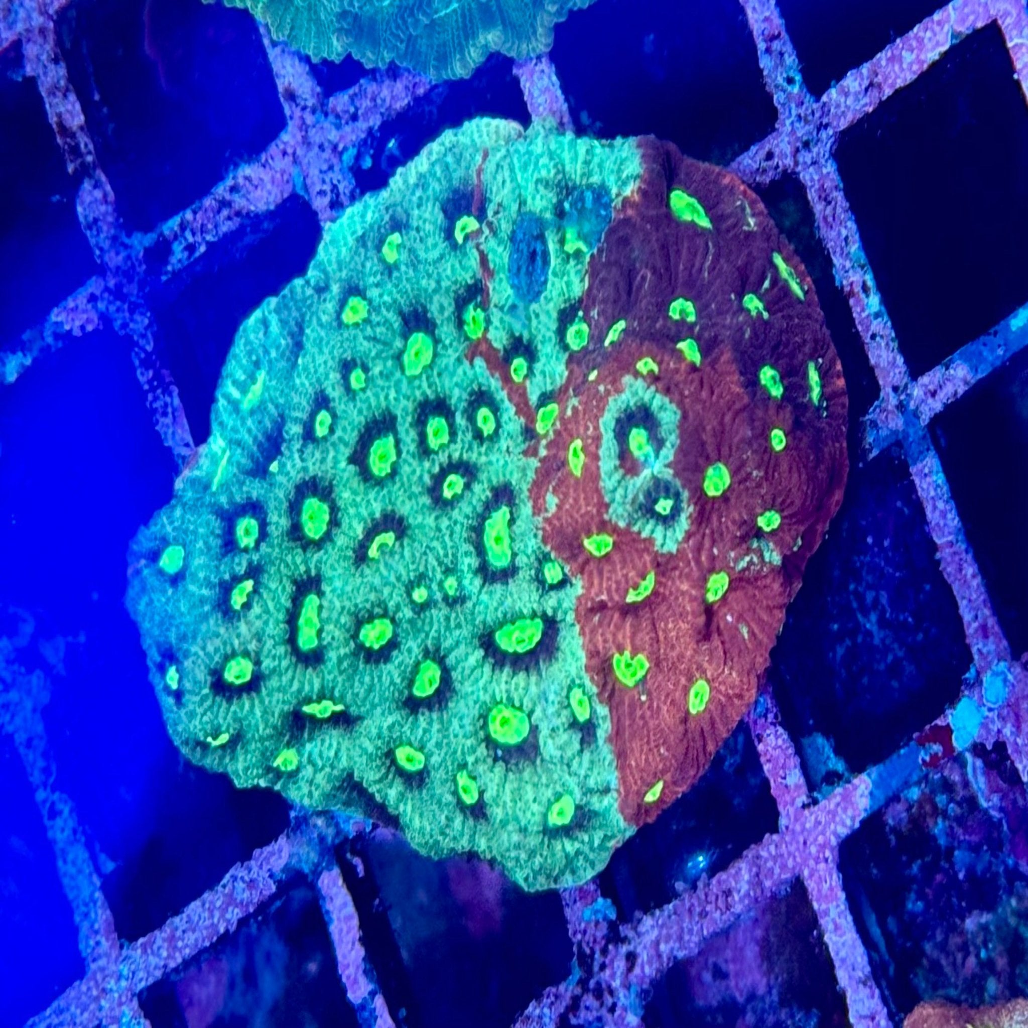 Aussie War Coral Frag - Aqua Group
